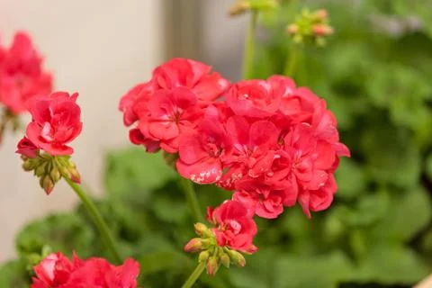Red pelargonium Stock Photos
