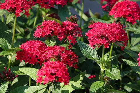 Red Pentas Lanceolata also known as egyptian starcluster in the garden. Stock Photos