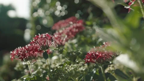 Red Pentas Red Flowers backlit by the sun. Camera moves Slow motion Stock Footage 133551951