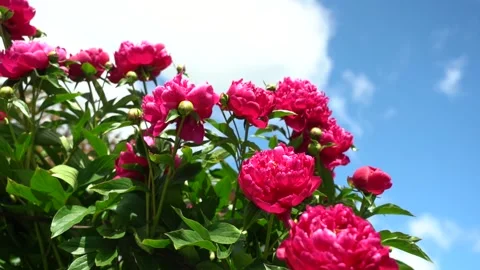 Red peonies on a background of blue sky Stock Footage 133568552
