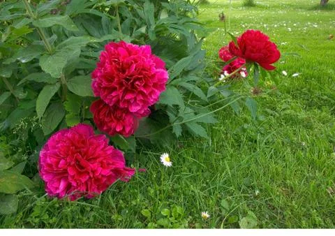 Red peonies Stock Photos