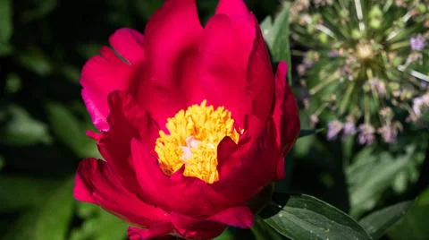 Red Peonies Stock Photos