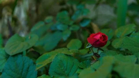 Red peony close up Stock Photos