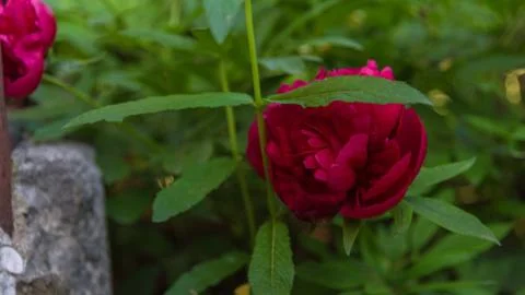 Red peony closeup Foto stock