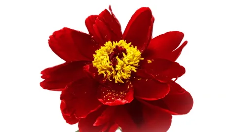 Red Peony flower background. 스톡 동영상 143186726