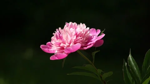 Red peony flower bloom close-up Stock Footage 67585158