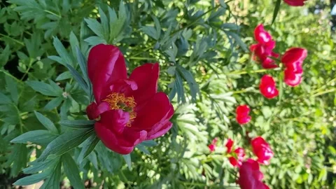 Red peony flower close up Stock Footage 276263972