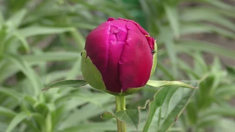 Red peony flower Video stock 131036322