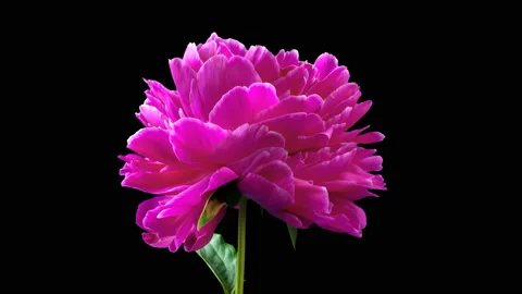 Red peony flower. Side view. Time lapse Stock Footage 109358798