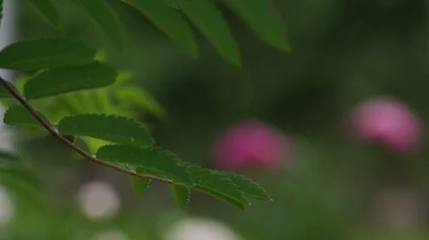 Red peony flower on wind Video stock 7749194