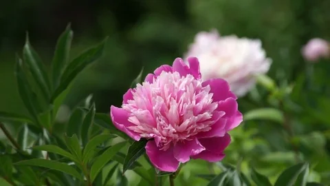 Red peony flower on wind Stock Footage 73582048
