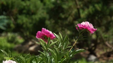 Red peony flower on wind in summer garden Stock-Footage 7749205