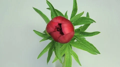 Red Peony Flowering Video stock 76246650