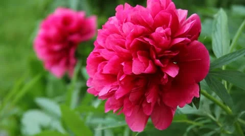 Red peony in a Garden Video stock 10894276