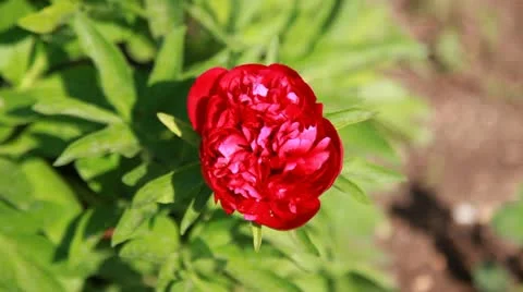 Red peony in a Garden Video stock 10946117