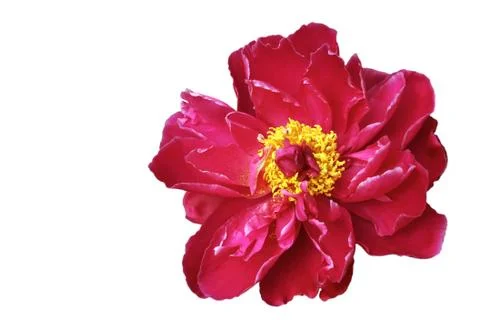 Red peony isolated Stock Photos