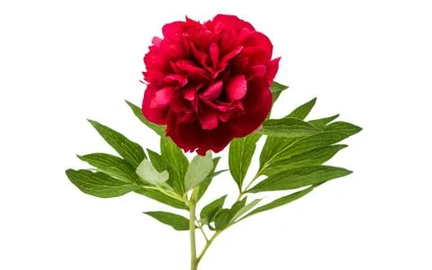 Red peony isolated Stock Photos