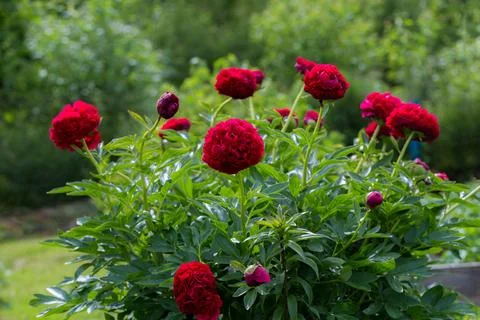 Red Peony officinalis Command Performance in the garden Stock Photos