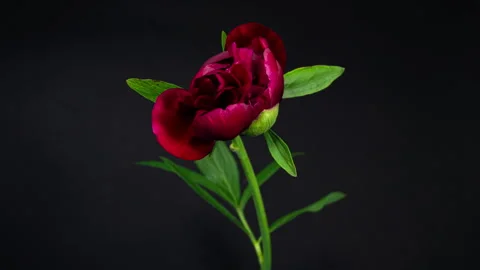 Red Peony Open Flower in Time Lapse on a Black Background. Wedding Concept. Side Stock Footage 345225571