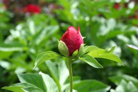 Red peony Foto stock