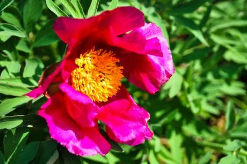 Red peony Stock Photos