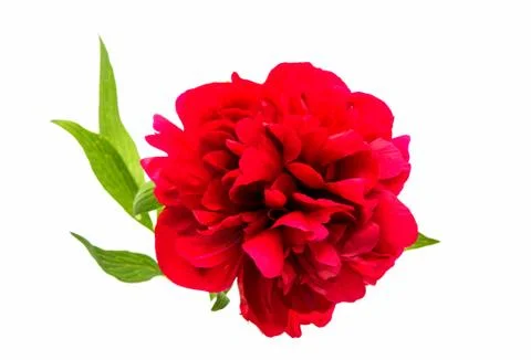 Red peony Stock Photos