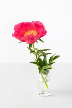 Red peony Stock Photos