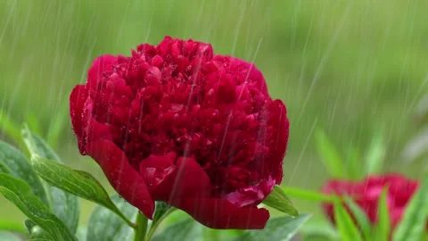 Red peony  in the rain Stock Footage 276562899