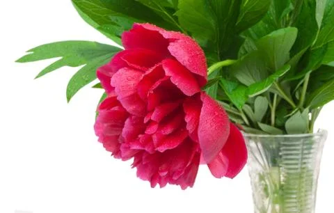 Red peony in vase Stock Photos