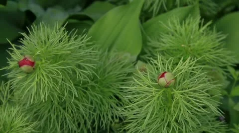 Red peonys buds Stock Footage 10745685