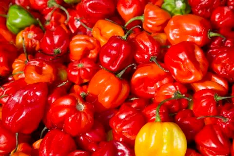Red Pepper Background Stock Photos