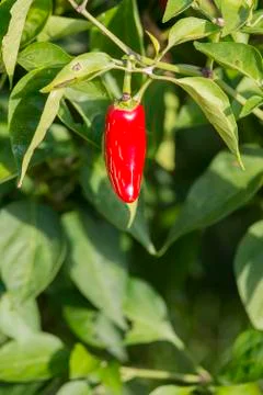 Red pepper on bush Stock Photos