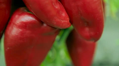 Red pepper. close-up Stock Footage 61216054