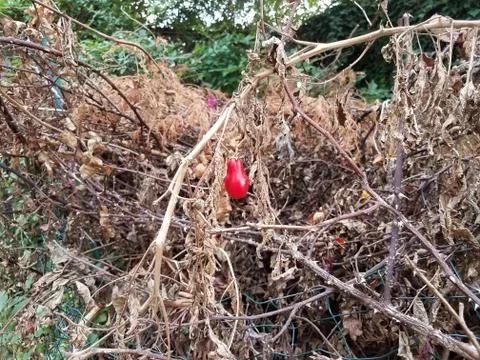 Red pepper on dead plant in compost pile Stock Photos