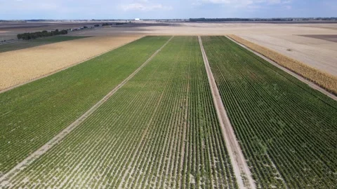 Red pepper fields creating patterns, farming land, cultivating food supply Stock Footage 333520695