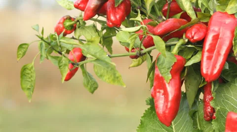 Red  Pepper Video stock 29643173