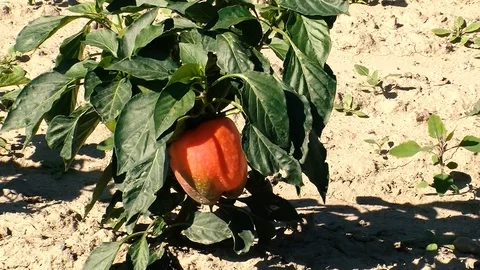 Red Pepper Stock Footage 108554688