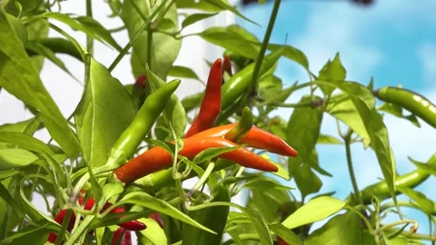 Red pepper in the greenhouse Stock Footage 207662002