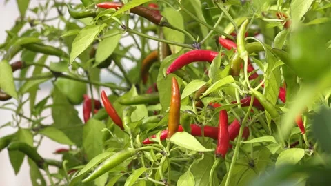 Red pepper in the greenhouse Stock Footage 207662444