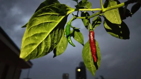 Red pepper growing in the garden Stock Footage 315183516