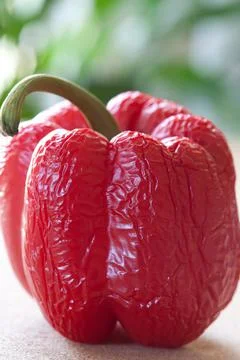 A red pepper that has got old and wrinkled Stock Photos
