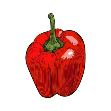 Red pepper icon vector illustration isolated on white background Illustrazione stock