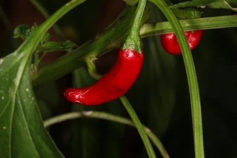 Red Pepper Stock Photos
