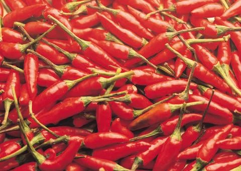 Red Pepper Stock Photos