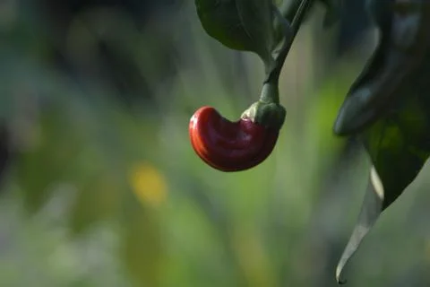 Red pepper Stock Photos