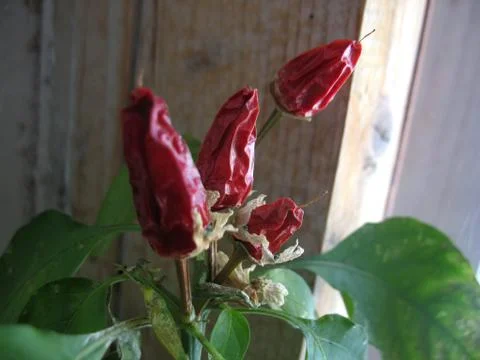 Red pepper Stock Photos