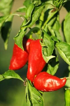 Red pepper Stock Photos