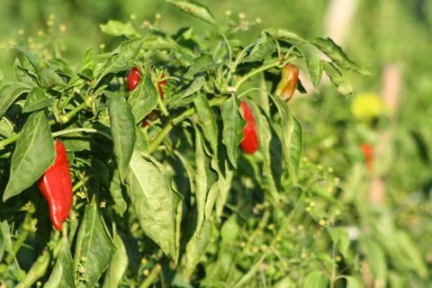 Red pepper Stock Photos