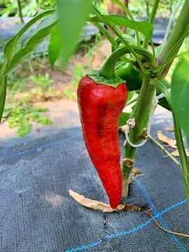 Red pepper Stock Photos