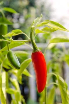 Red pepper on stem in vegetable garden Fotos de archivo